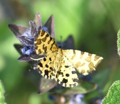 Pseudopanthera macularia