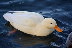 Anas platyrhynchos domesticus