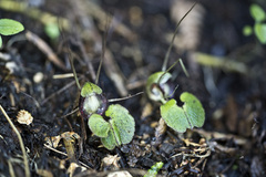 Corybas sanctigeorgianus