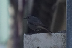 Phoenicurus ochruros