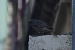 Phoenicurus ochruros