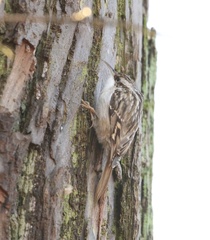 Certhia brachydactyla