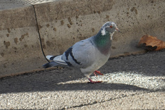 Columba livia domestica