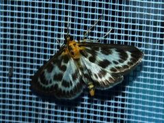 Anania hortulata