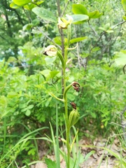 Ophrys sphegodes