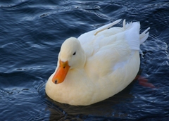 Anas platyrhynchos domesticus