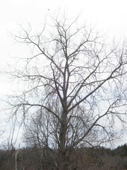 Acer negundo