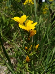 Linum flavum