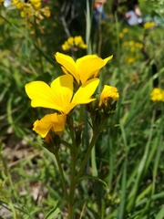 Linum flavum