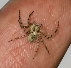 Philodromus margaritatus