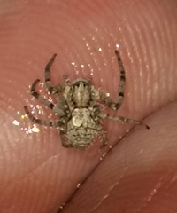 Philodromus margaritatus