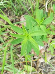 Linum flavum