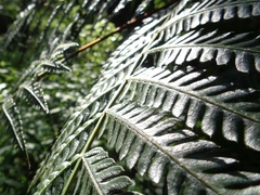 Pteris deflexa