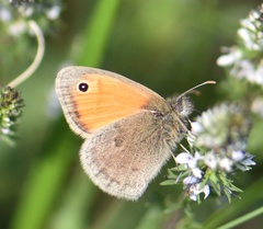 Coenonympha pamphilus