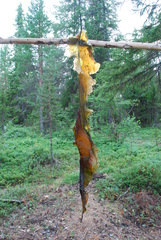Saccharina latissima