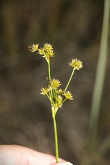 Juncus canadensis