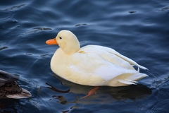 Anas platyrhynchos domesticus