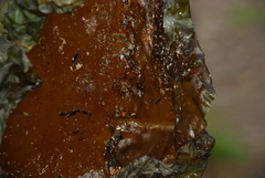 Saccharina latissima