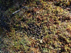 Oryctolagus cuniculus