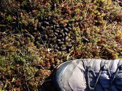 Oryctolagus cuniculus