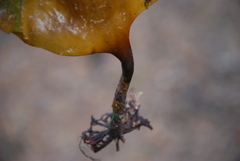 Saccharina latissima