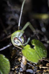 Corybas sanctigeorgianus