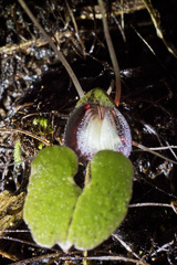 Corybas sanctigeorgianus