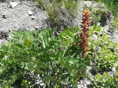 Orobanche alsatica