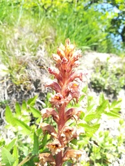 Orobanche alsatica