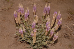 Lupinus lepidus confertus