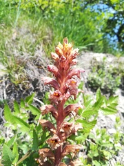 Orobanche alsatica