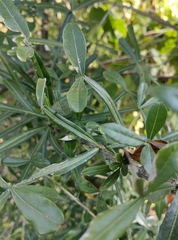 Crescentia alata