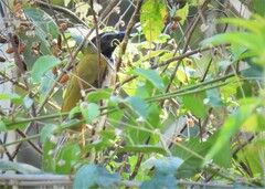 Saltator atriceps raptor