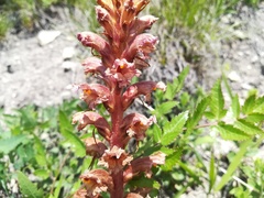Orobanche alsatica
