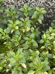 Arenaria serpyllifolia