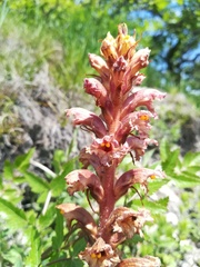 Orobanche alsatica
