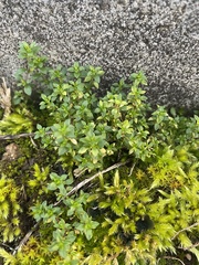Arenaria serpyllifolia