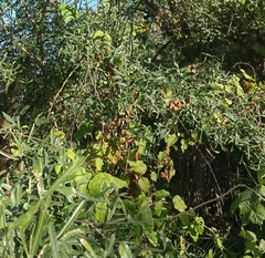 Crescentia alata