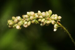 Persicaria careyi