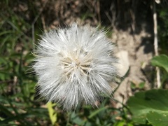 Takhtajaniantha austriaca