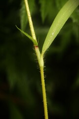Persicaria careyi