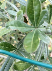 Crescentia alata
