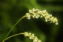 Persicaria careyi