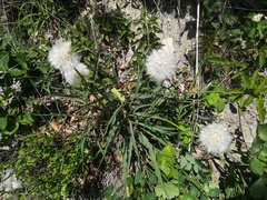 Takhtajaniantha austriaca