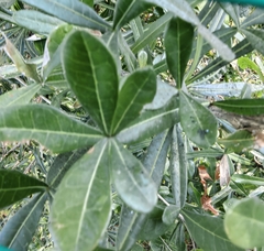 Crescentia alata