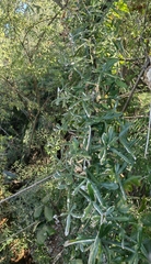 Crescentia alata