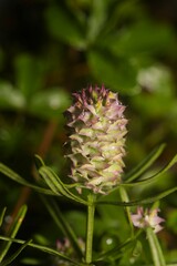 Polygala cruciata