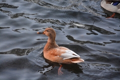 Anas platyrhynchos domesticus