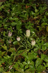 Polygala cruciata