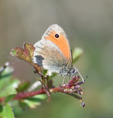 Coenonympha pamphilus